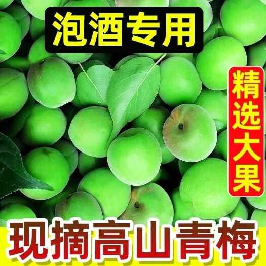 【精选大果】青梅鲜果泡酒果酵素孕妇水果新鲜腌制生酸梅子