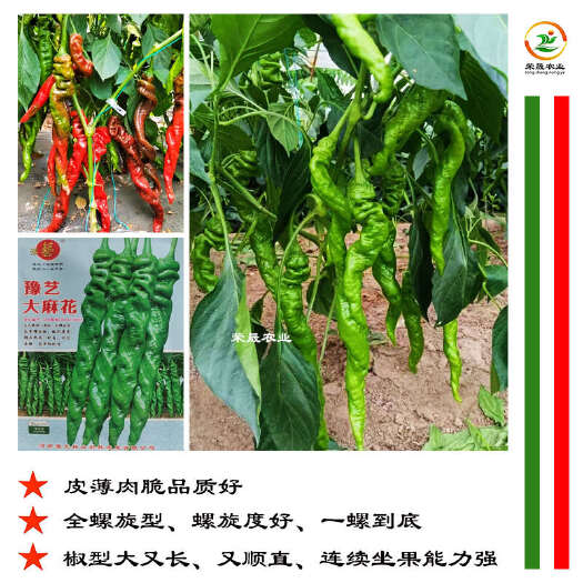 寿光市豫艺全螺型螺丝椒种子长果顺直香辣抗病皮薄肉脆全螺型