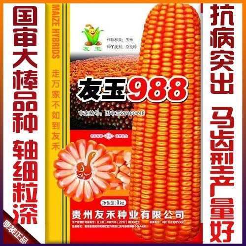 友玉988杂交玉米种子马齿型玉米云贵川包谷种子黄玉米