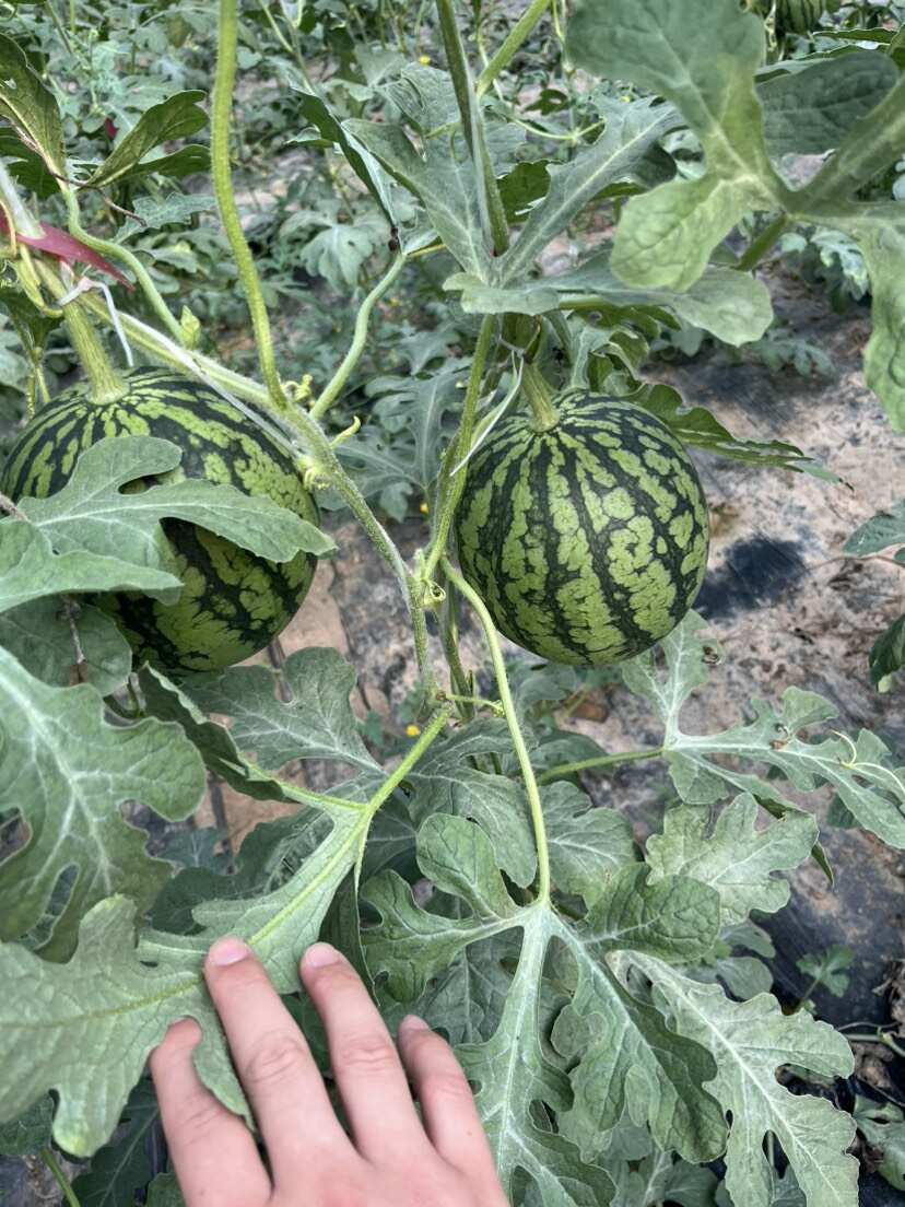 原产地供货商：L600全美二k小吊瓜大量上市中，欢迎老板咨询