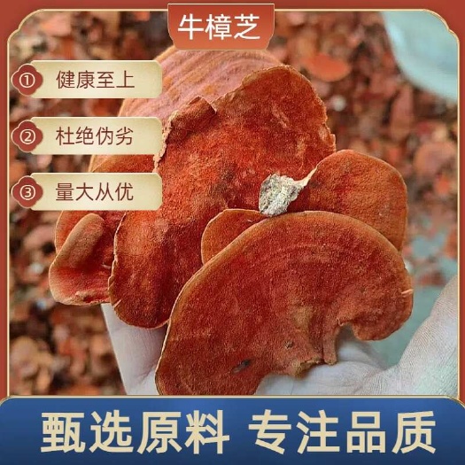 昆明牛樟芝纯生中药材红樟血红栓菌红云芝 一手货源 量大从优