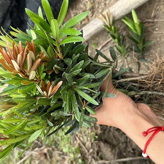 安远县红芽红真趣罗汉松金丝红罗汉松地苗扦插苗