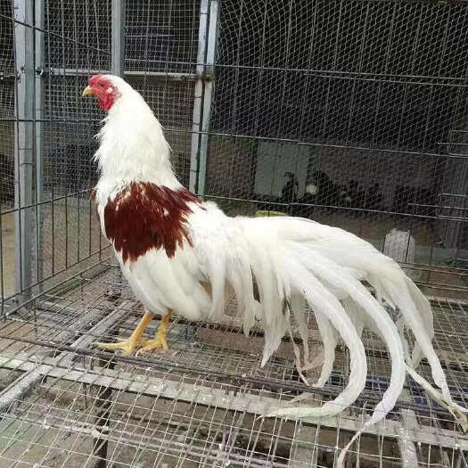昆明长尾鸡苗，苗重3至6两，出栏4至6斤。