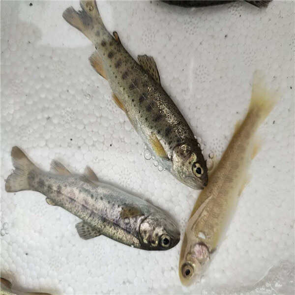 虹鱒魚金鱒魚苗，冷水魚品種，基地直供