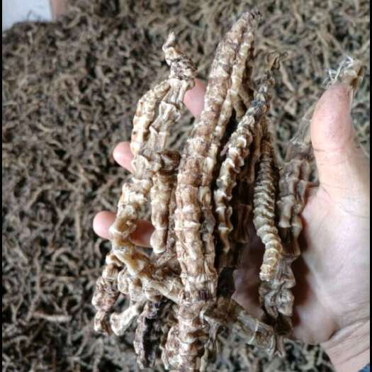 亳州虫草参【假一赔十】