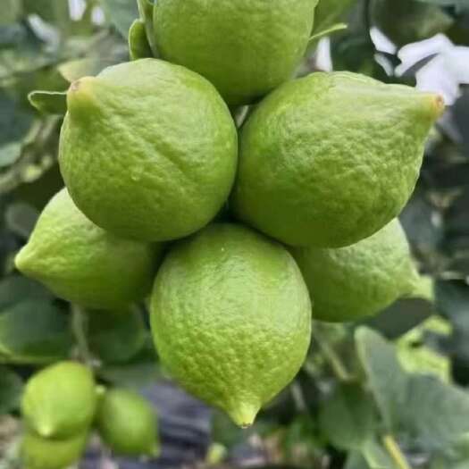 一级果香水柠檬手打柠檬，奶茶餐饮茶楼批发零售果园直供现摘先发