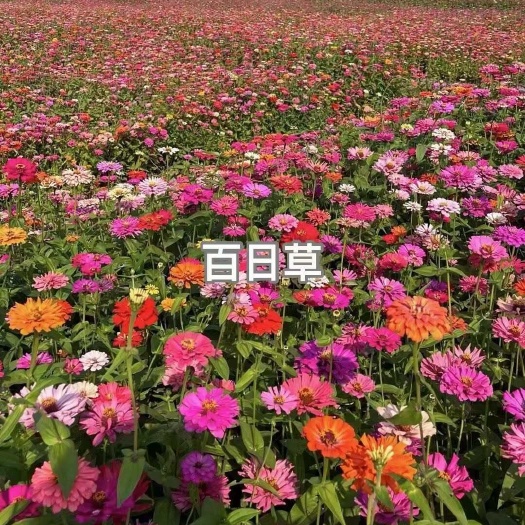  百日草