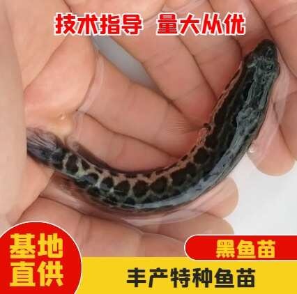 杂交黑鱼苗 基地直供 技术指导 量大从优 送货上门
