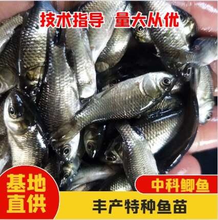 中科五号鲫鱼苗银鲫苗基地直供
