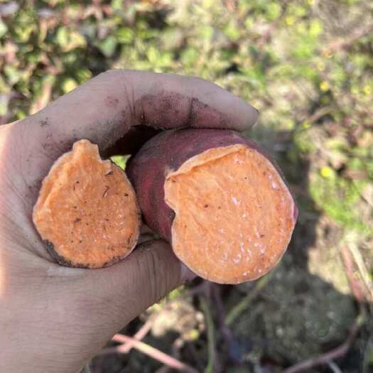 饶平县西瓜红产地直发大量从优支持代加工，￼￼￼￼