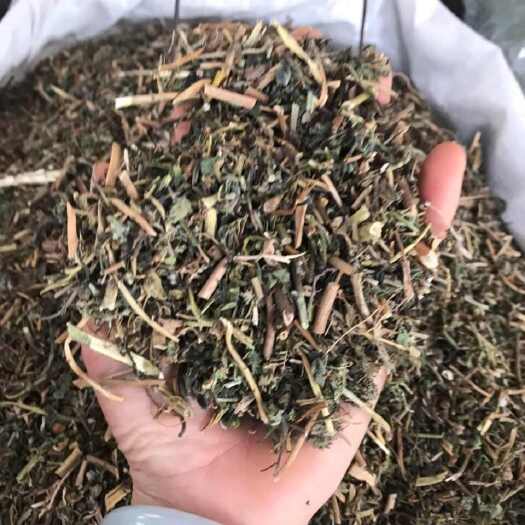 亳州泽漆 猫眼草【实图照片 假一赔十】
