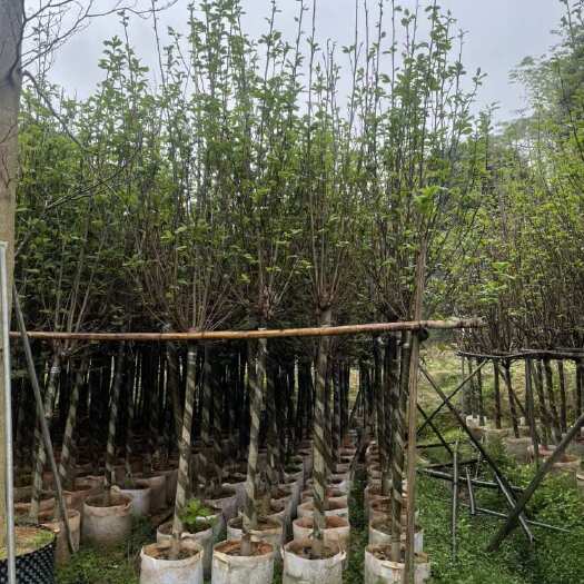 普宁市紫玉兰