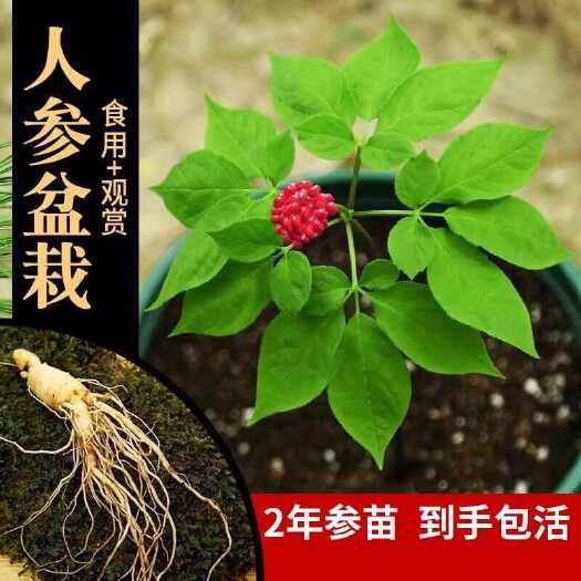 抚松县人参种苗