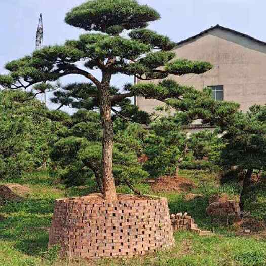 长沙黑松国产黑松造型黑松基地批发