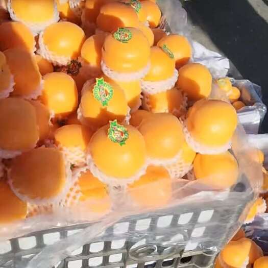 吐鲁番2024年杏子