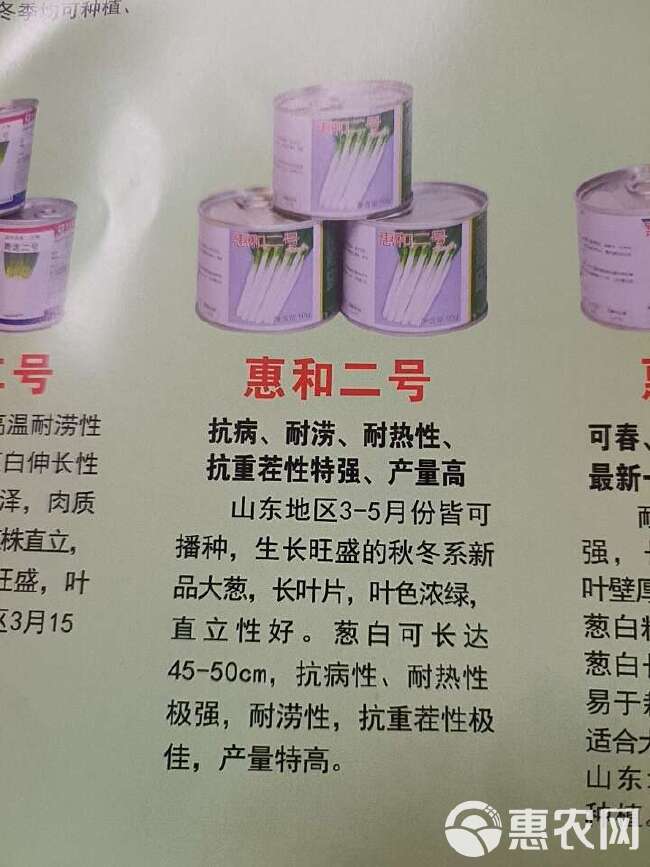 上海惠和二号，抗病，耐热，耐涝，抗重茬，产量高。