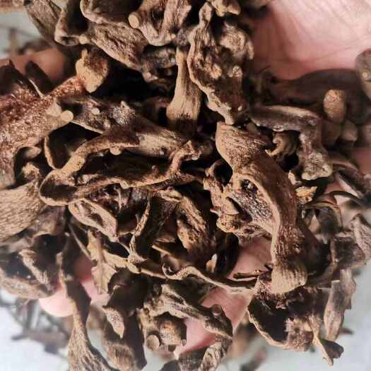 骨碎补 正品骨碎补【实图照片假一赔十】