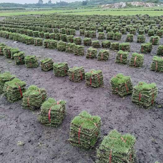 陆丰市草皮草，大叶草