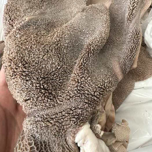 大厂县全熟羊肚