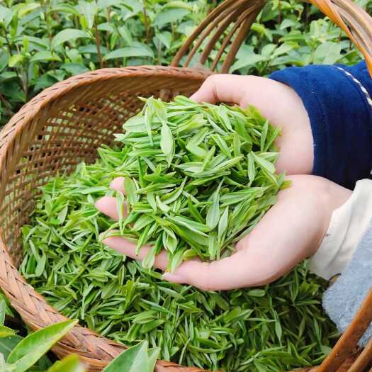 石门县绿茶