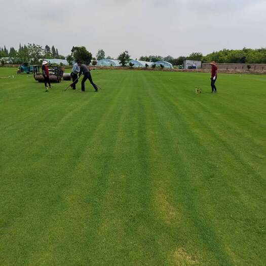 百信园艺场 天堂草草草坪草皮 带泥土庭院绿化 有需要速定