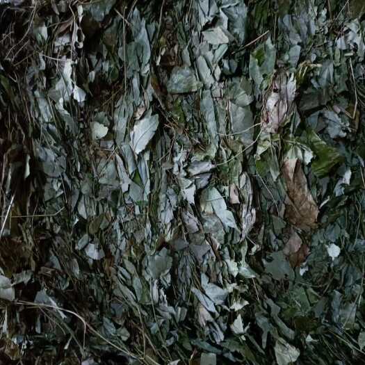 咸丰县无根淫羊藿