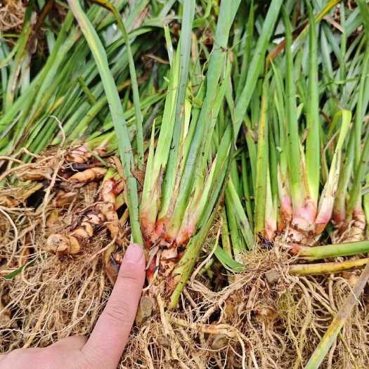 池州大叶红心石菖蒲三年大苗