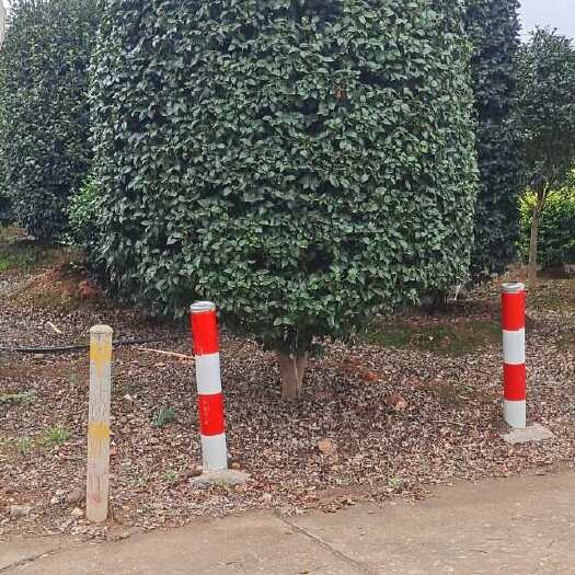 长沙茶梅精品球茶梅树造型茶梅及小苗直批