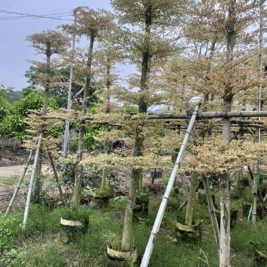 普宁市锦叶榄仁