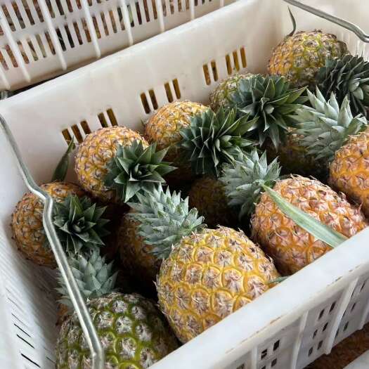 海口海南芒果凤梨欢迎对接，市场电商商超电商一件代发