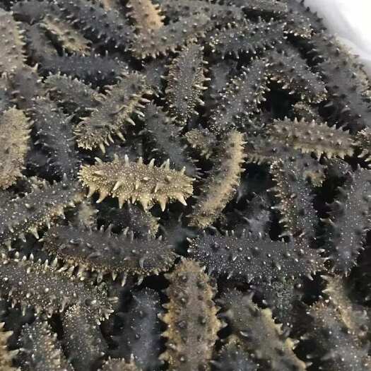  海参