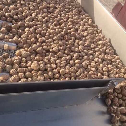 莎车县2023年新油莎豆  产地直发  质量保证