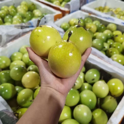湛江钦蜜9号黄金百香果