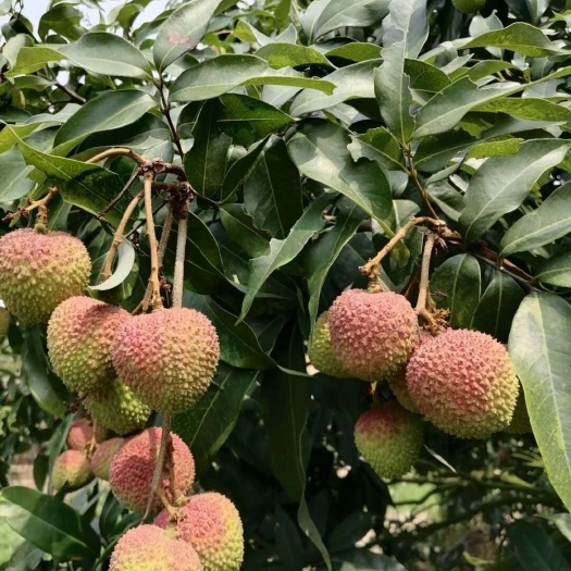 灵山县三月红荔枝