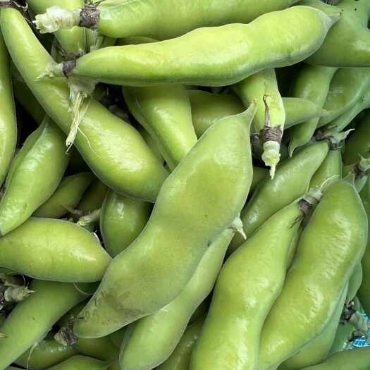 洱源县白米大蚕豆品蚕