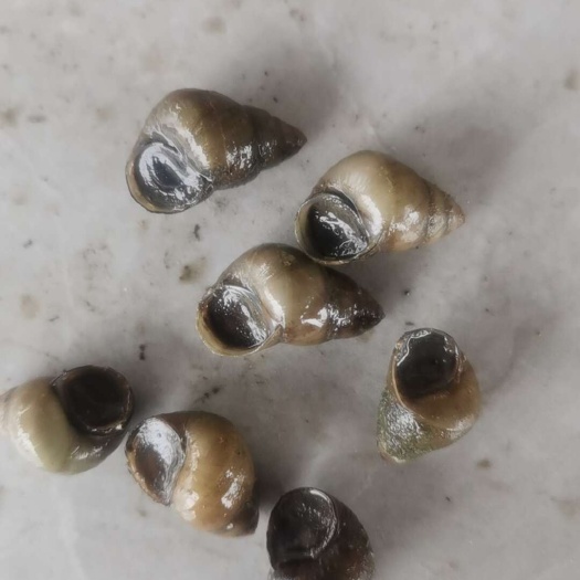 兴化市出售大量螺蛳，1.2以上的规格，有需要的联系我