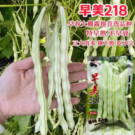 拖车头早熟早美218无丝豆种子无筋架豆 豆角种子芸豆种子