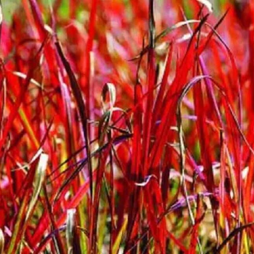 青州市日本血草 死苗补发 多年生 宿根植物 观叶植物