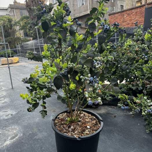 长沙西班牙02全机制12加仑蓝莓树果苗盆栽阳台带花带果
