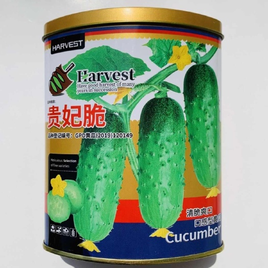 南京贵妃脆水果黄瓜种子春秋耐热性好蜡粉少短棒口感型黄瓜种子清脆甜