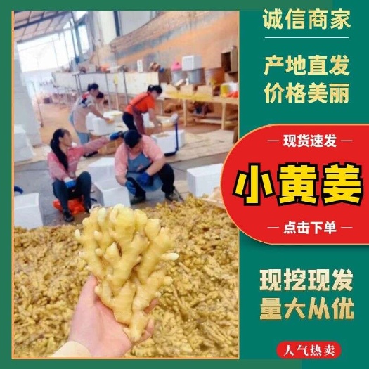 小黄姜，山东精品沙土小黄姜，辣味重，颜色漂亮，产地一手货源！
