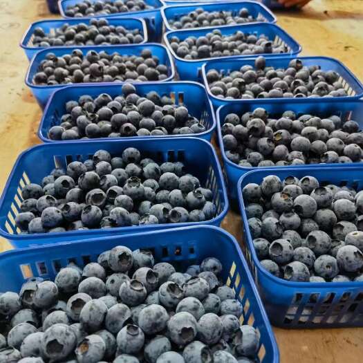 建水县新鲜蓝莓