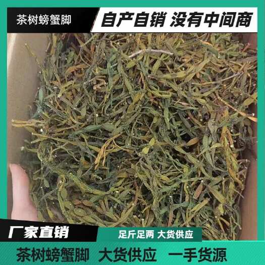 批发2024 茶树螃蟹脚 普洱生茶 景迈古树茶 云南普洱茶