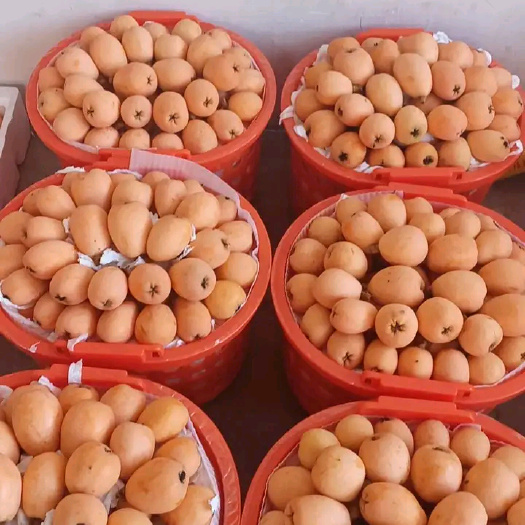  枇杷