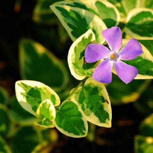 花叶蔓常春藤 花叶蔓 死苗补发 量大优惠