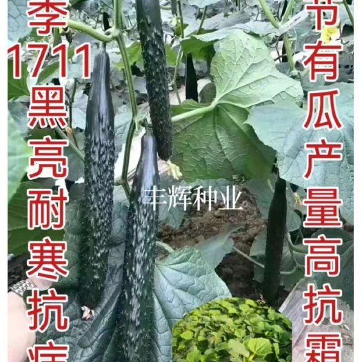 寿光市黄瓜种子黑油亮强雌密刺大黄瓜 水果黄瓜 旱黄瓜等优质种子