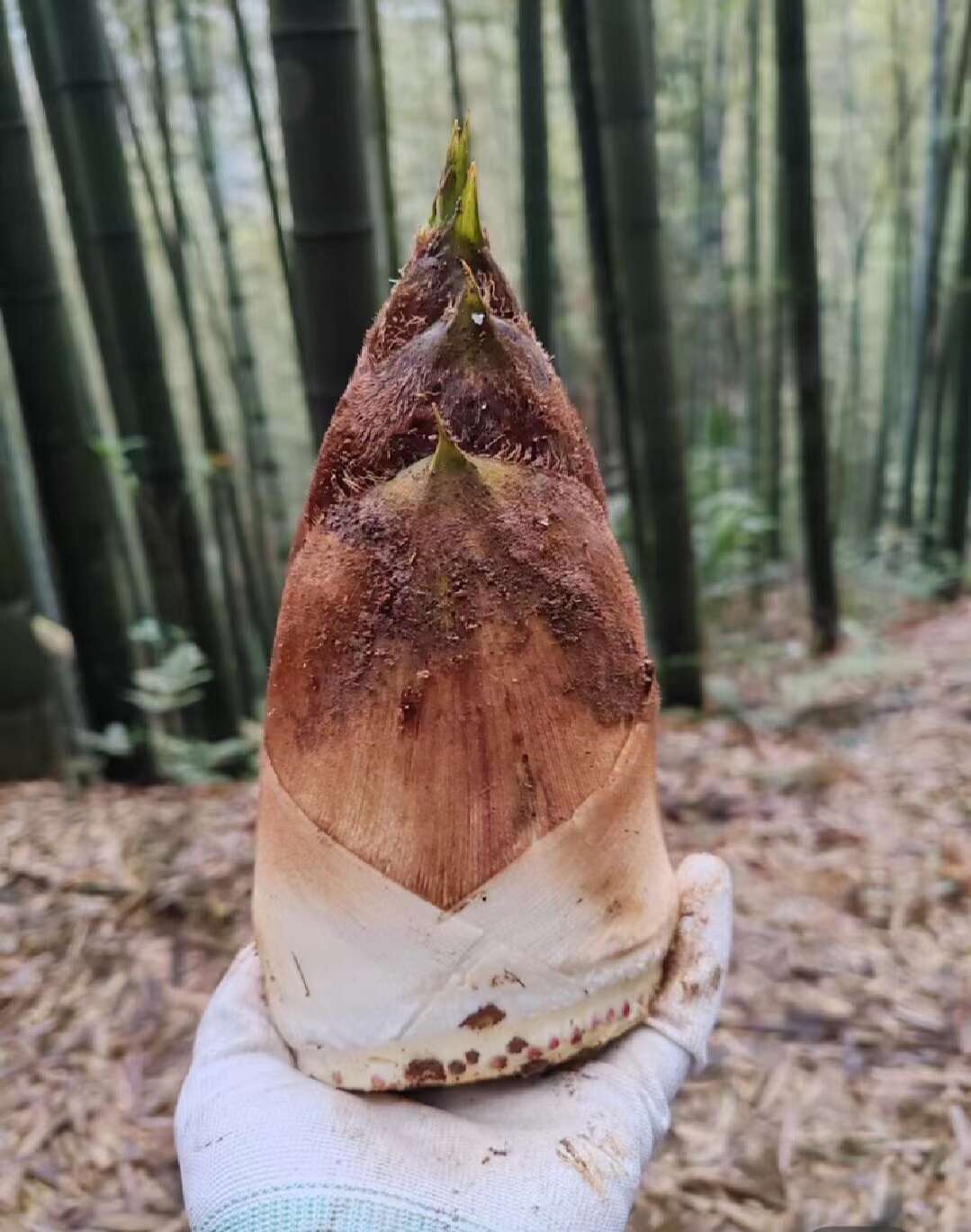 竹笋，春笋鲜笋加工厂使用