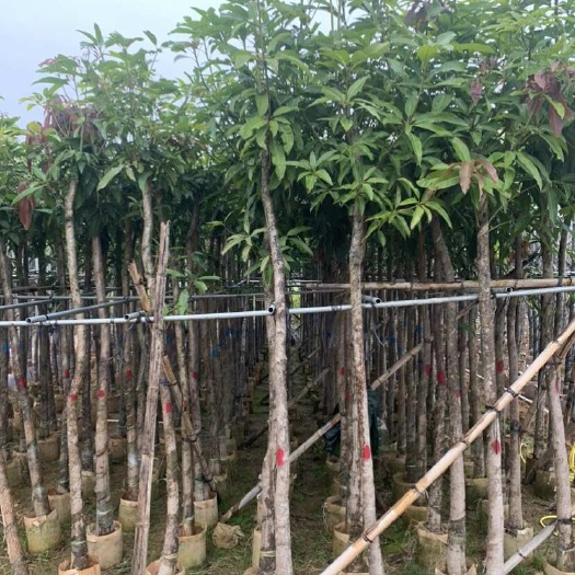 普宁市芒果树 米径5公分到6公分