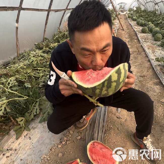 云南无籽麒麟