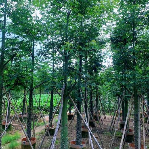 普宁市供应米径10到15公分美丽木棉树苗木整车发货提供技术指导